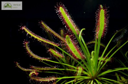Drosera Capensis